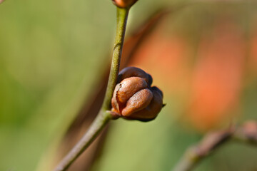 Montbretia Emily McKenzie seed