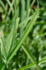 Daylily Stella de Oro leaves