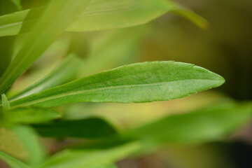 Solidaster Lemore leaf