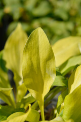Plantain lily August Moon leaves