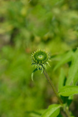 White coneflower Alba flower bud