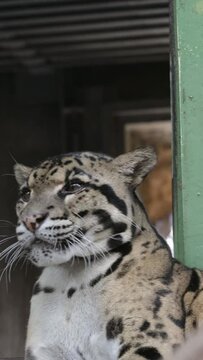 yawning Clouded Leopard