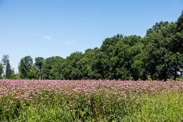 Fototapeta na wymiar Echinacea purpurea Feld in Vollblüte