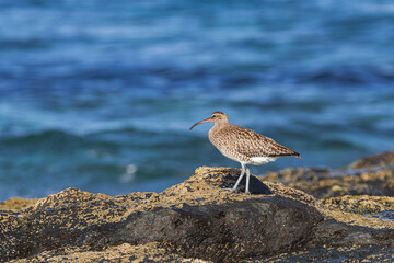  Eurasian curlew, (Numenius arquata),  on rocks with moss during low tide, with sunset light and blue ocean background, Tenerife, Canary islands