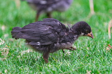 young black chick, searching for food in the green grass surface