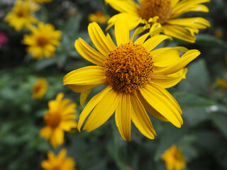 flower in the garden