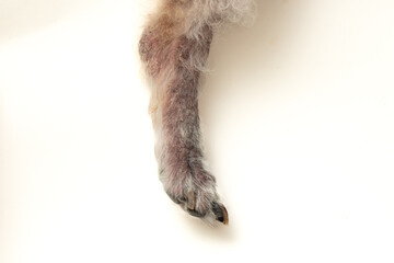 Side view of feet of poodle dogs with fungal diseases on the legs and feet on white background....