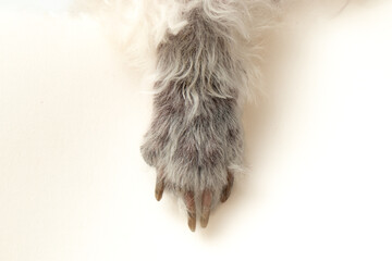 Front view of feet of poodle dogs with fungal diseases on the legs and feet on white background....