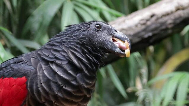  pesquet's parrot Psittrichas fulgidus eating close up
