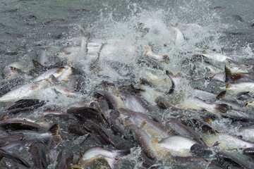Group of large freshwater fishs.