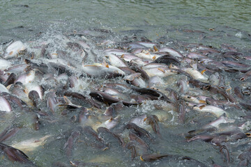 Group of large freshwater fishs.