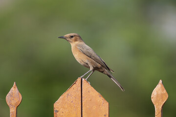 Brown rock chat, Indian chat - Oenanthe fusca on fence at green background. Photo from Ranthambore Fort in Rajasthan, India.