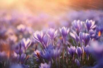Schilderijen op glas Picturesque Sunny crocus field. Nature flower. Generate AI © juliars
