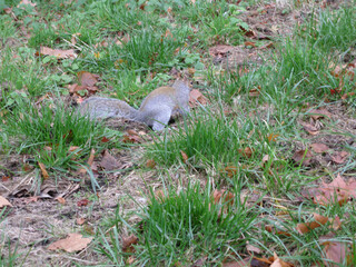 Squirrel