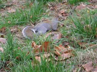 Squirrel
