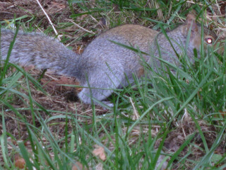 Squirrel