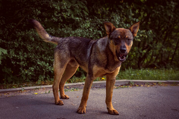 An angry red-brown dog looks indifferently into the frame. The dog yawns and looks into the frame with dark eyes.