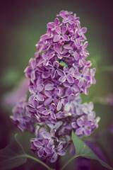 Bright lilac flowers and inflorescences, among which a metallic green beetle lurks. A metallic green (bronze) beetle hides among the lilac flowers.