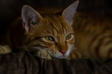 close up of cat