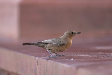 Brown rock chat, Indian chat - Oenanthe fusca on ground at purple background. Photo from Ranthambore Fort in Rajasthan, India.
