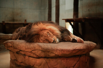 A lion sleeps on a big stone. Safari. Zoo. Portrait of a large lion