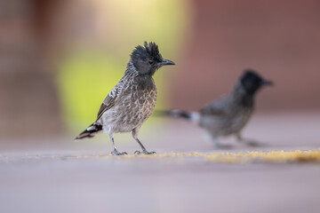 Red-vented bulbul - Pycnonotus cafer while eating grains on ground. Photo from Ranthambore Fort in Rajasthan, India.	