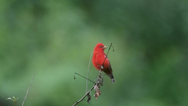 Scarlet finch / Uttarakhand / India