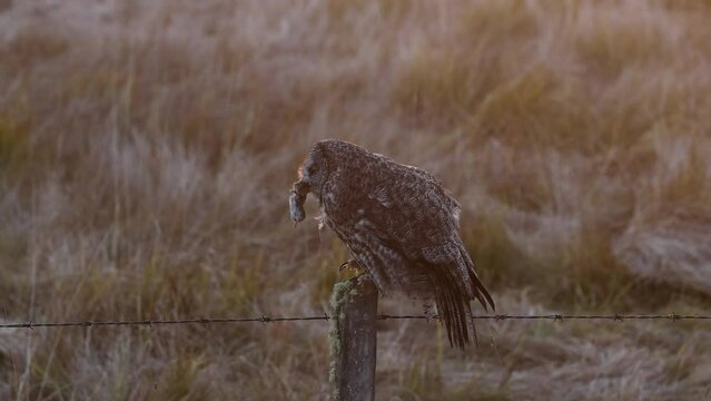 Great gray owl hunting for voles