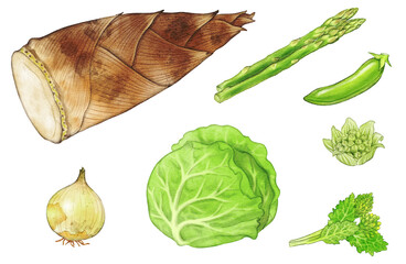 A set of spring vegetables drawn with digital watercolor (bamboo shoots, Japanese butterbur sprouts, spring cabbage, rape blossoms, seasonal onions, asparagus)