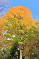 Fototapeta premium 青空と紅葉 カナダ モントリオール