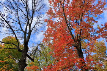 青空と紅葉　カナダ モントリオール
