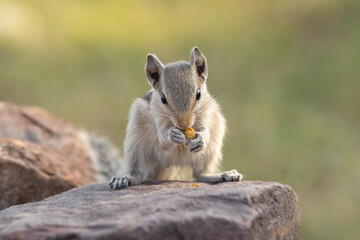 Indian palm squirrel, three-striped palm squirrel - Funambulus palmarum eating grain. Photo from Ranthambore Fort in Rajasthan, India.