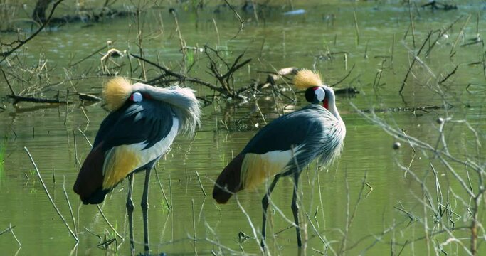 Two grey crowned crane birds cleaning their bodies with their beaks.