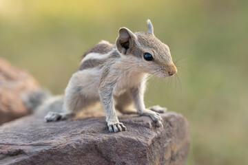 Indian palm squirrel, three-striped palm squirrel - Funambulus palmarum on stone. Photo from Ranthambore Fort in Rajasthan, India.