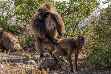 Gelada monkeys in Simien Mountains National Park, Northern Ethiopia