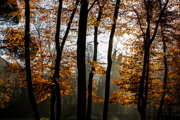 Fototapeta premium Autumn in La Fageda D En Jorda Forest, La Garrotxa, Spain
