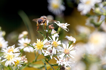 A bee in flight collecting pollen from white wildflowers in a forest
