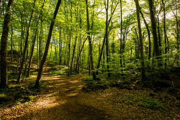 Obraz premium Spring sunrise in La Fageda D En Jorda Forest, La Garrotxa, Spai