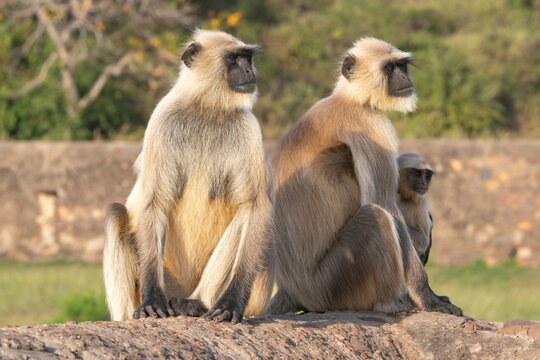 Family of northern plains gray langurs, sacred langurs, Bengal sacred langurs, Hanuman langurs - Semnopithecus entellus sitting on wall. Photo from Ranthambore Fort in Rajasthan, India