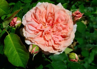 Elysium Fields is pink to apricot rose by Kordes, Germany, 2001