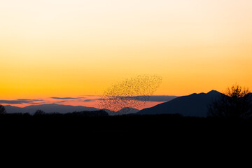 Starlings murmuration in Aiguamolls De L Emporda Nature Park, Spain