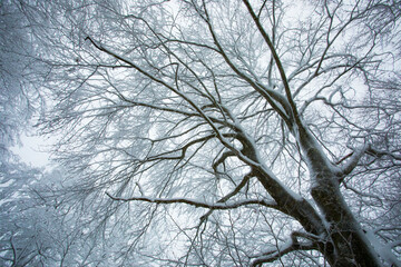 Obraz premium Winter landscape and snowfall in La Grevolosa forest, Osona, Barcelona, Spain