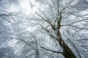 Winter landscape and snowfall in La Grevolosa forest, Osona, Barcelona, Spain