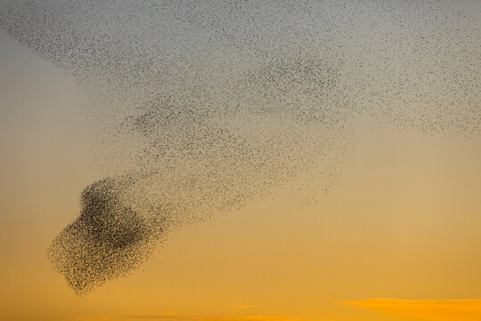 Murmuration Images – Browse 908,000 Stock Photos, Vectors, and Video ...
