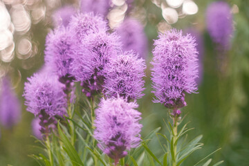 fioletowe pióropusze kwietne