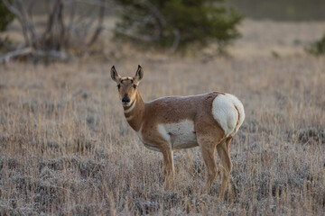 Naklejka na ściany i meble Pronghorn Antelope Doe in Autumn in Wyoming
