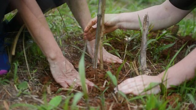 Voluntariado preparando a terra para o plantio de uma muda de árvore para o reflorestamento de uma área devastada. Imagem de sustentabilidade e ativismo ecológico.