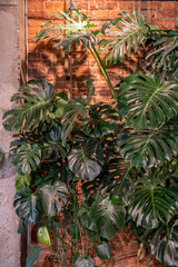 Tropical Monstera Deliciosa in living room over red bricks wall. Philodendron variety. Home gardening, trendy houseplant, plants decorations concept. 