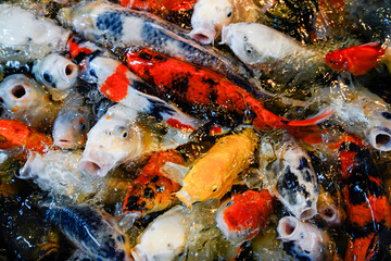 Colorful Top view of many koi fishes or crap floating on the surface of pond