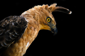 close up of an head Javan Hawk-Eagle